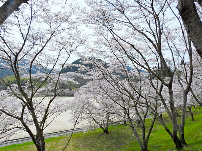 ２０２４年弥栄スポーツ公園の桜: 山口観光写真 ・ 旅ブログ