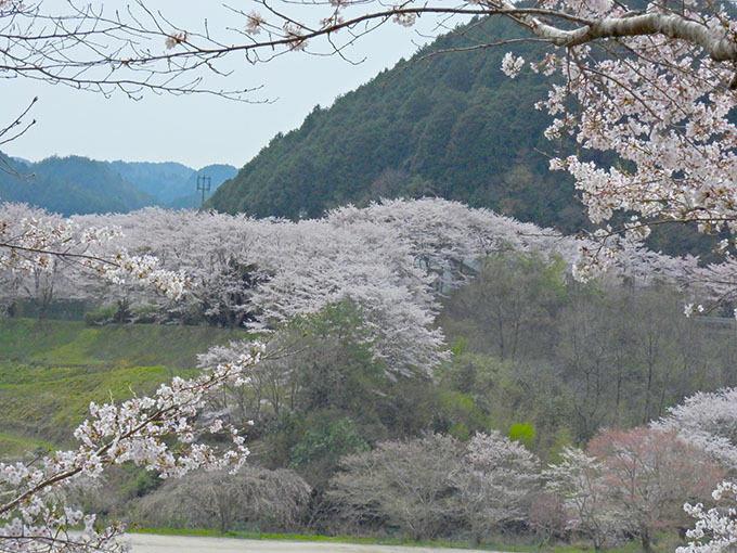 ２０２４年弥栄スポーツ公園の桜: 山口観光写真 ・ 旅ブログ