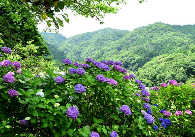 katayama0006.JPG
