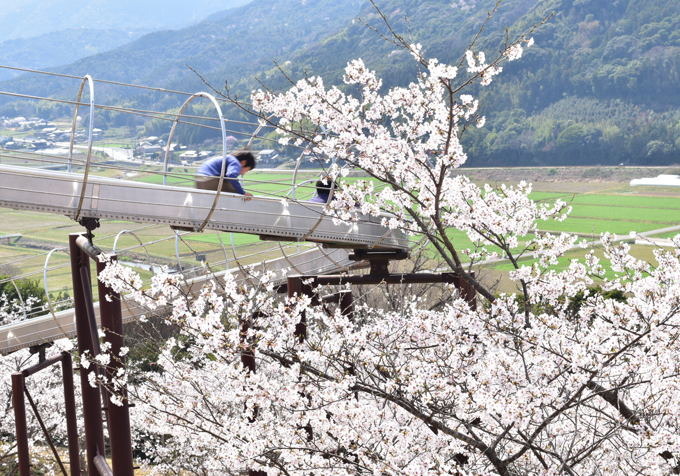 kosaba30331.jpg