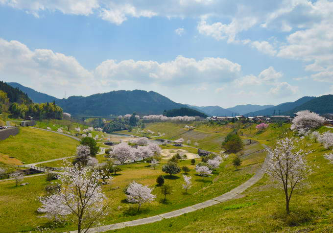 弥栄湖周辺の桜・岩国市美和町: 山口観光写真 ・ 旅ブログ