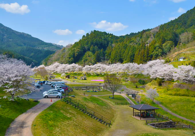 弥栄湖周辺の桜・岩国市美和町: 山口観光写真 ・ 旅ブログ