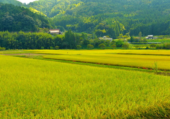 syuukaku105.JPG