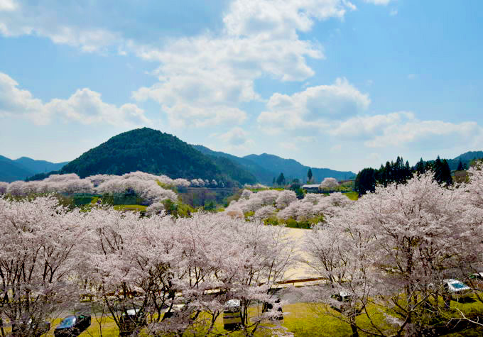 弥栄湖周辺の桜・岩国市美和町: 山口観光写真 ・ 旅ブログ