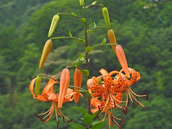 DSCN0764.JPG