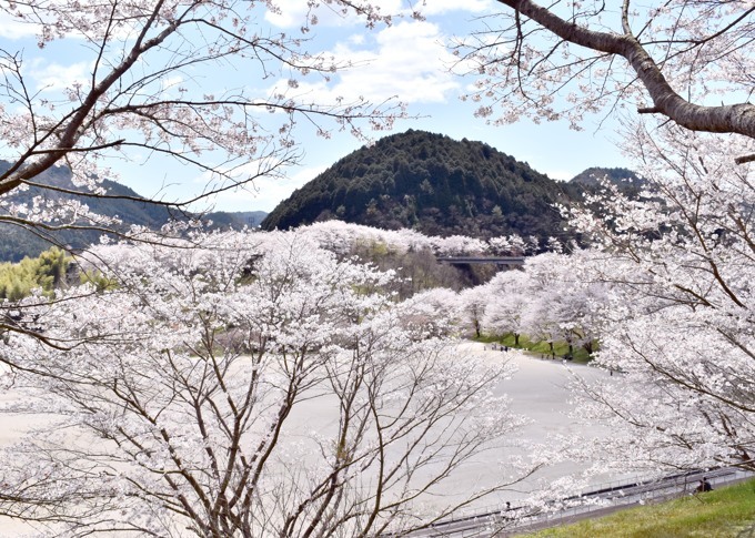 弥栄ダム周辺の桜・美和町: やましろ フォトグラフ