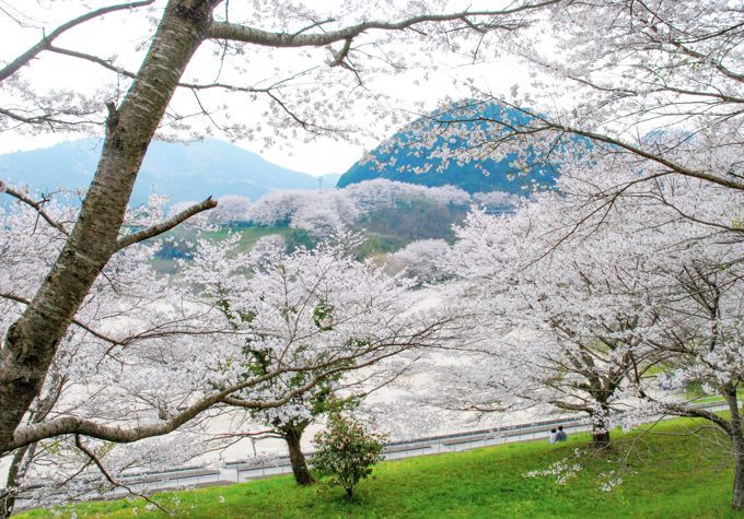 弥栄の桜: やましろ フォトグラフ