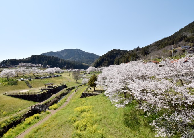 弥栄ダム周辺の桜・美和町: やましろ フォトグラフ